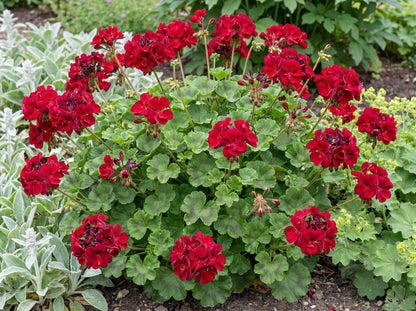 Calliope Large Dark Red Geranium