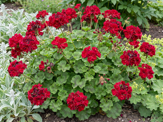 Calliope Large Dark Red Geranium