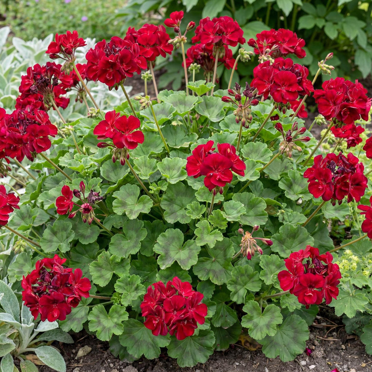 Calliope Large Dark Red Geranium