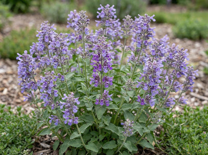 Blue Wonder Catmint