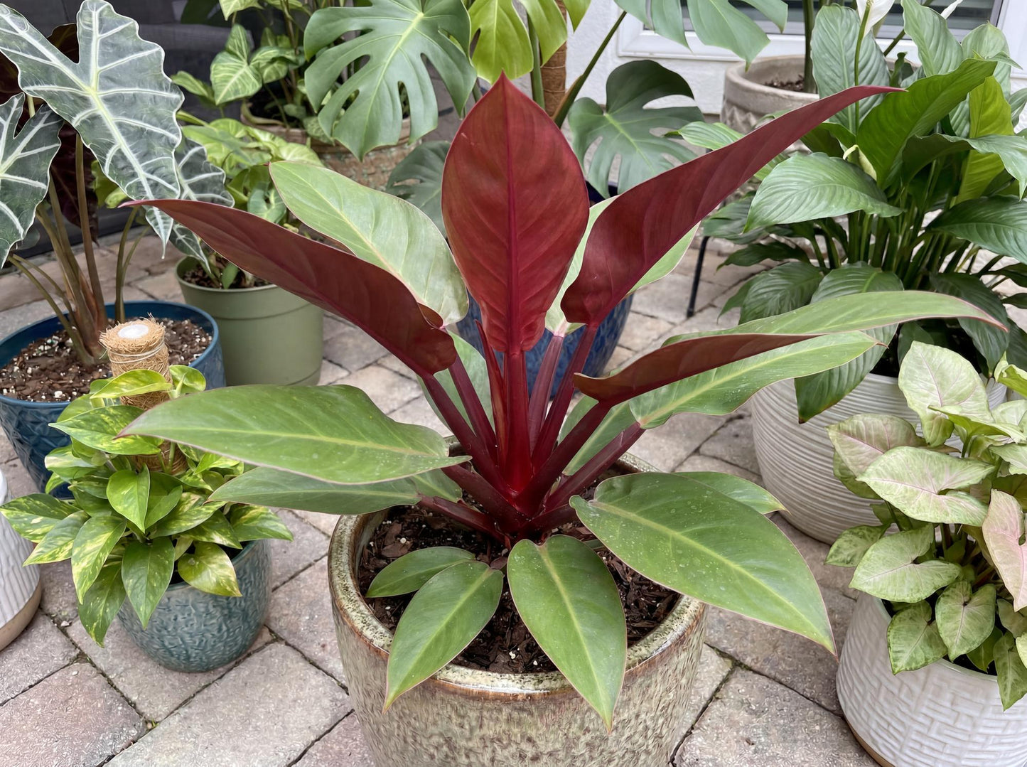 Red Back Philodendron