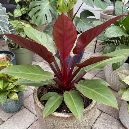 Red Back Philodendron