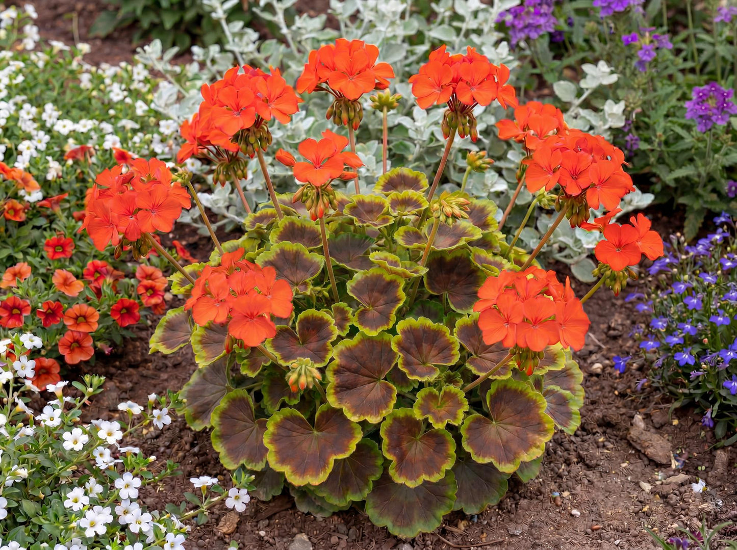 Brocade Fire Fancy Leaf Geranium