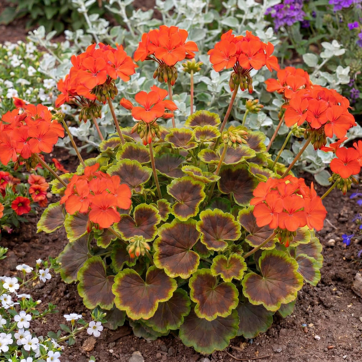 Brocade Fire Fancy Leaf Geranium