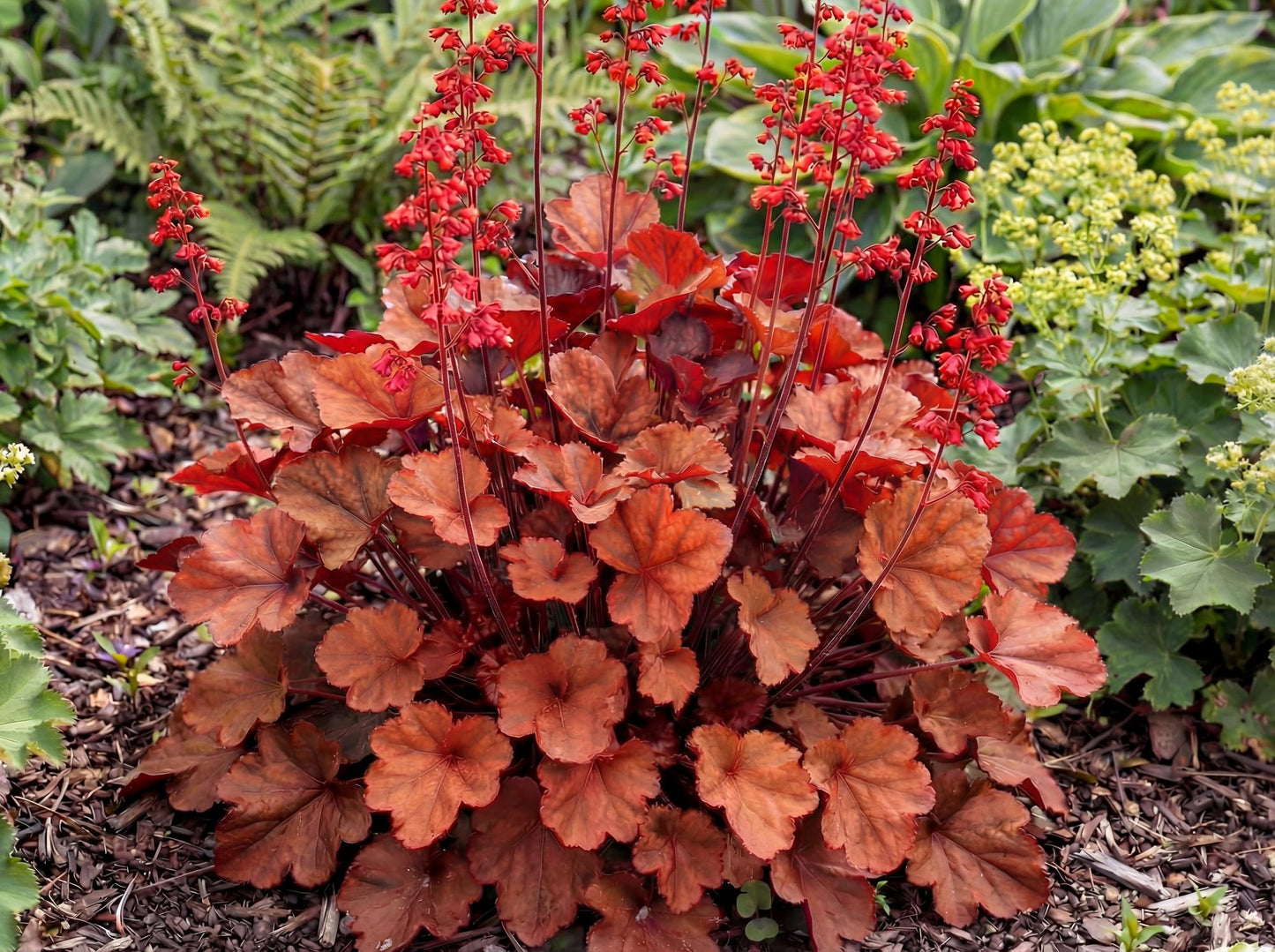 Cherry Cola Heuchera