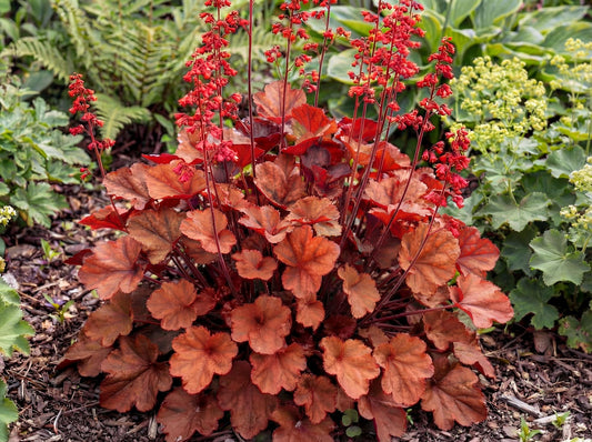 Cherry Cola Heuchera
