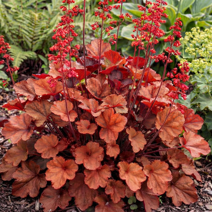Cherry Cola Heuchera