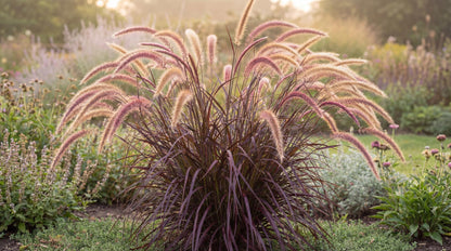 Rubrum Purple Fountain Grass