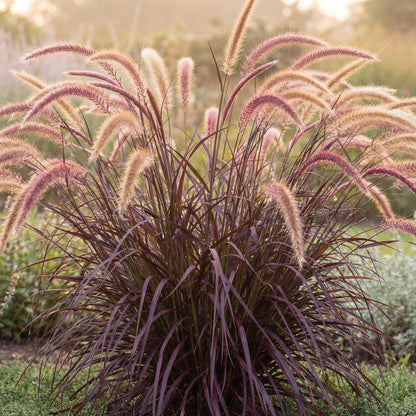 Rubrum Purple Fountain Grass