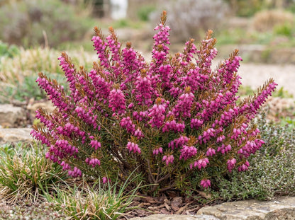 Kramer's Red Darley Heath