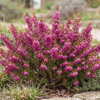 Kramer's Red Darley Heath in a 4-inch pot, deep pink-purple bells opening over needled foliage in winter
