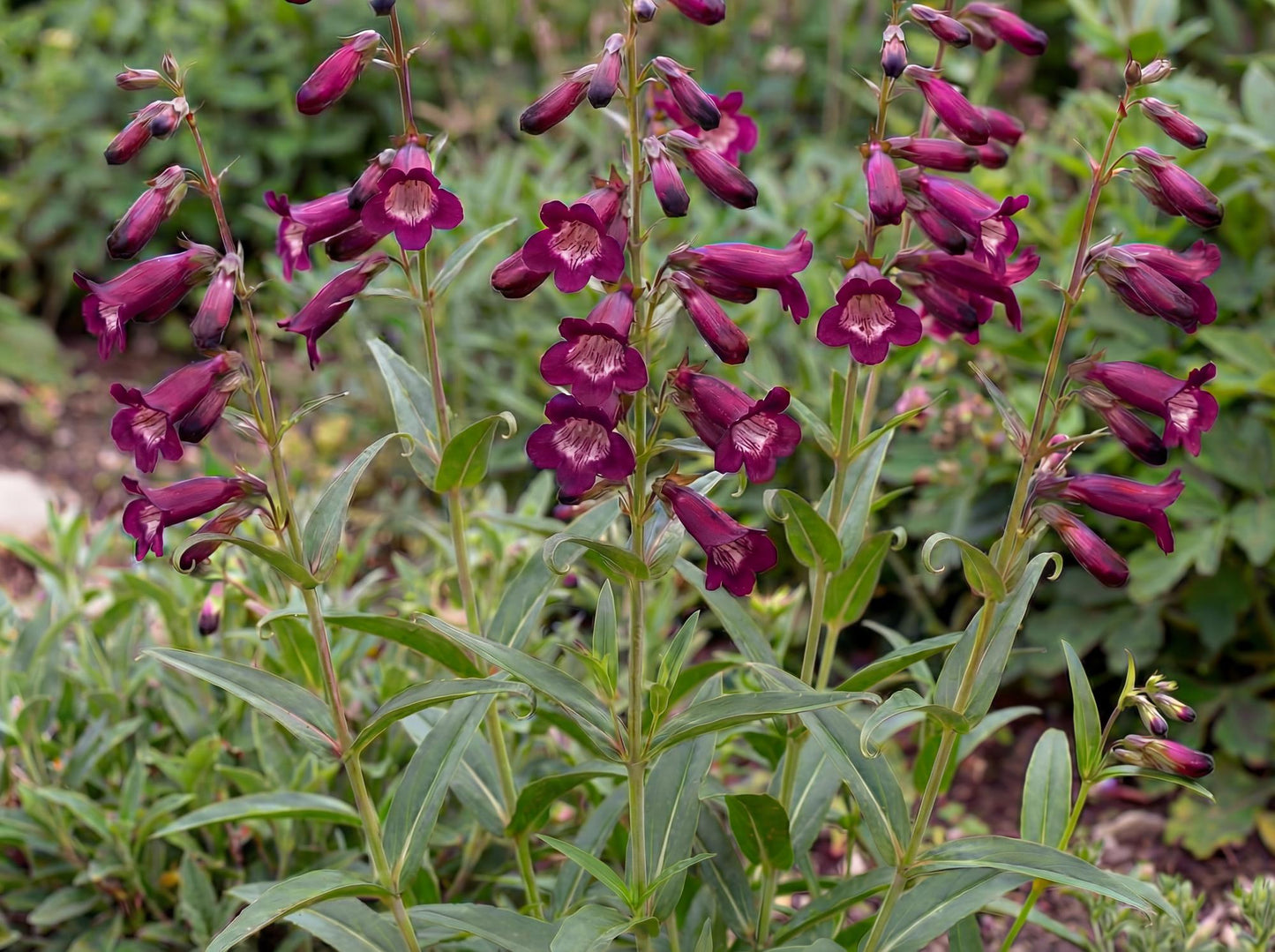 Blackbird Penstemon