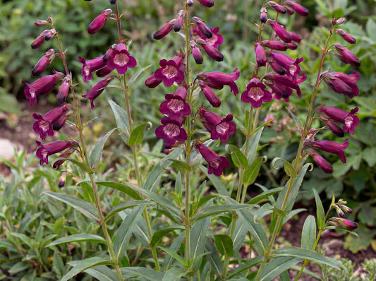 Blackbird Penstemon