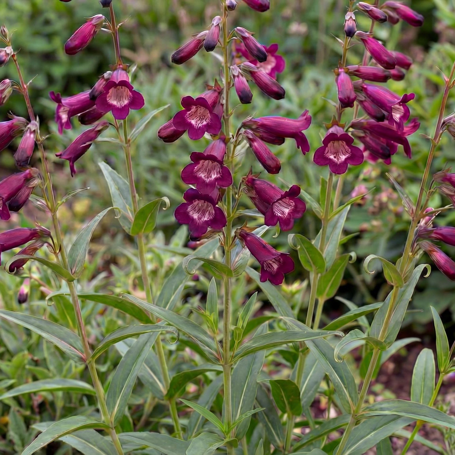 Blackbird Penstemon in a 4-inch pot, dark red-purple tubular flowers with pale-striped throats in season