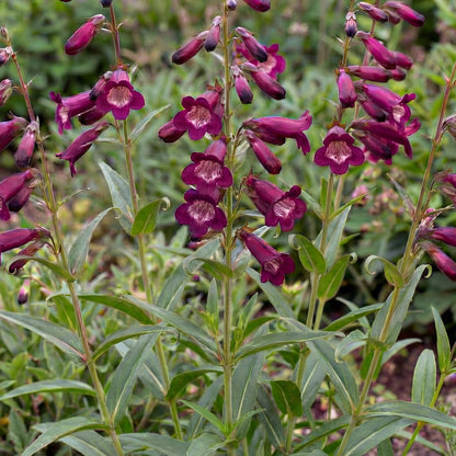 Blackbird Penstemon in a 4-inch pot, dark red-purple tubular flowers with pale-striped throats in season