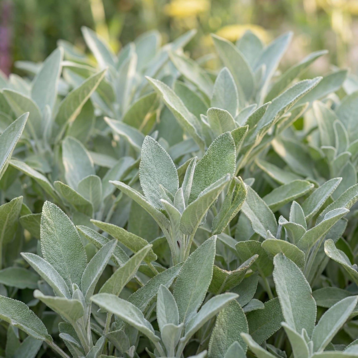 Berggarten Sage