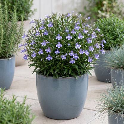 Compact Blue Bay Magadi Lobelia