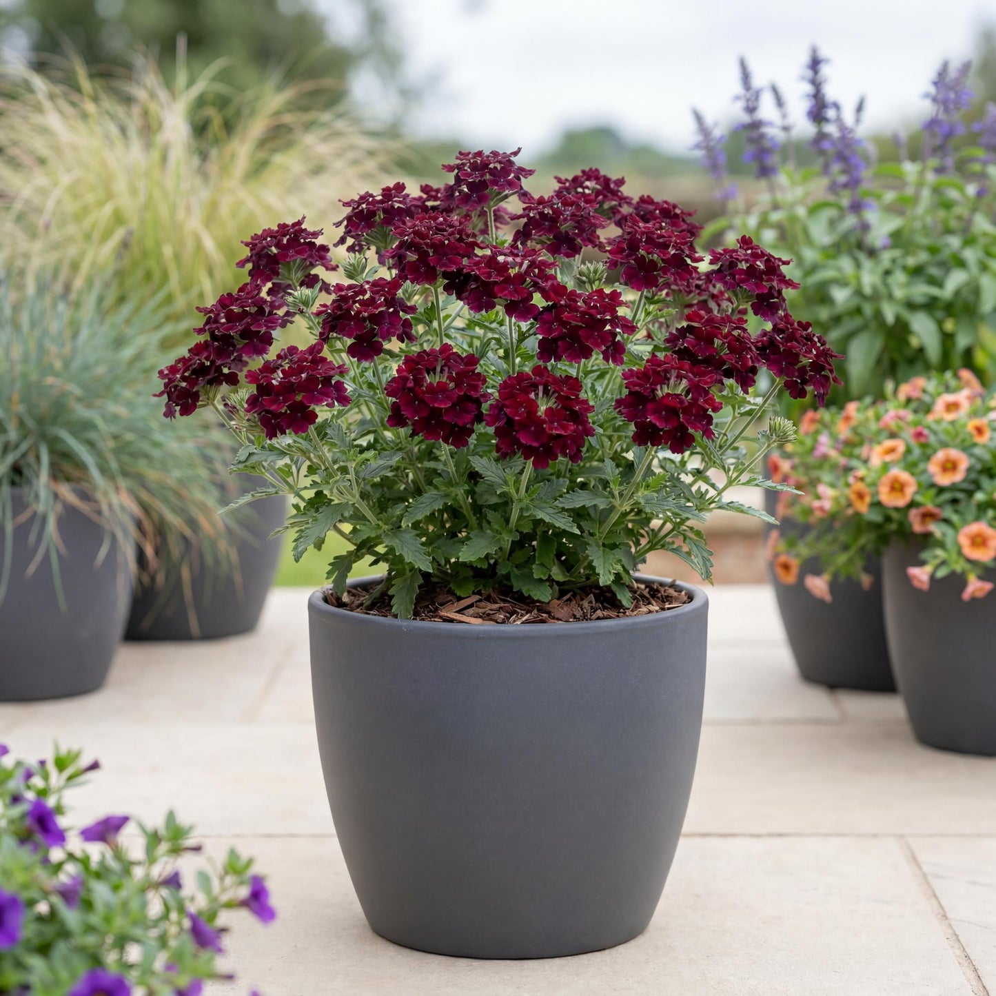 Burgundy Empress Flair Verbena