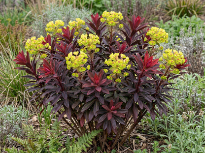 Purpurea Euphorbia
