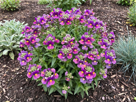 Cherryberry Escential Nemesia