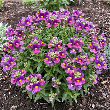Sugarberry Nemesia