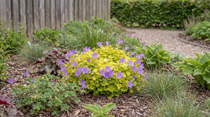 Dickson's Gold Campanula