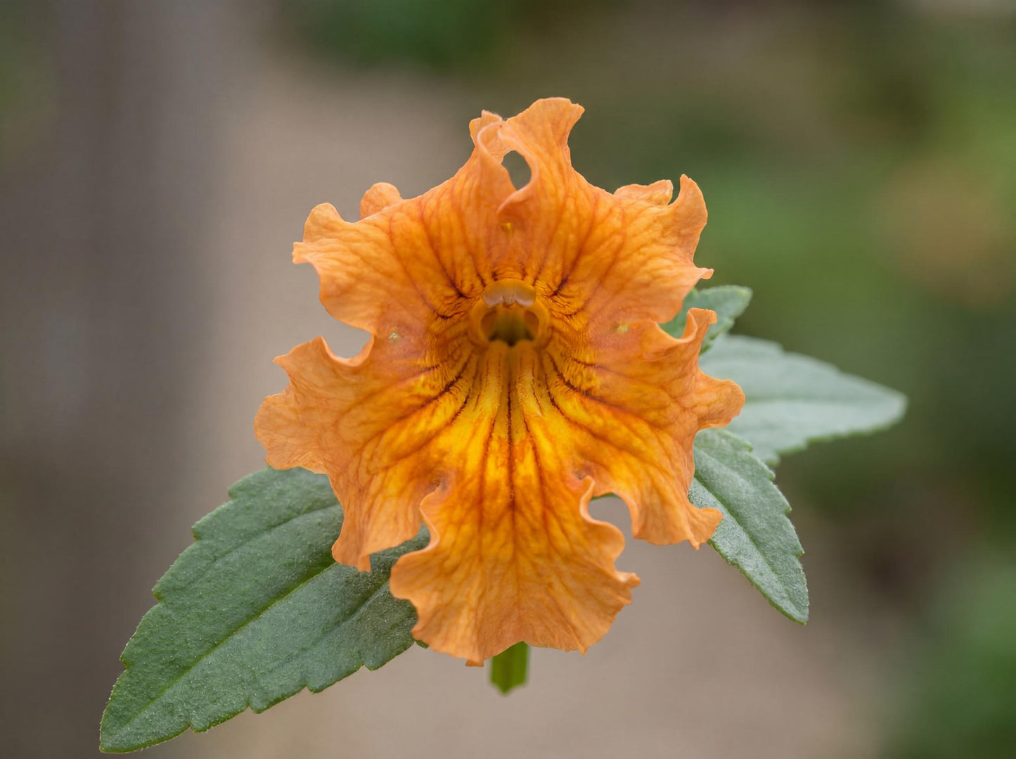 Orange Mai Tai Mimulus