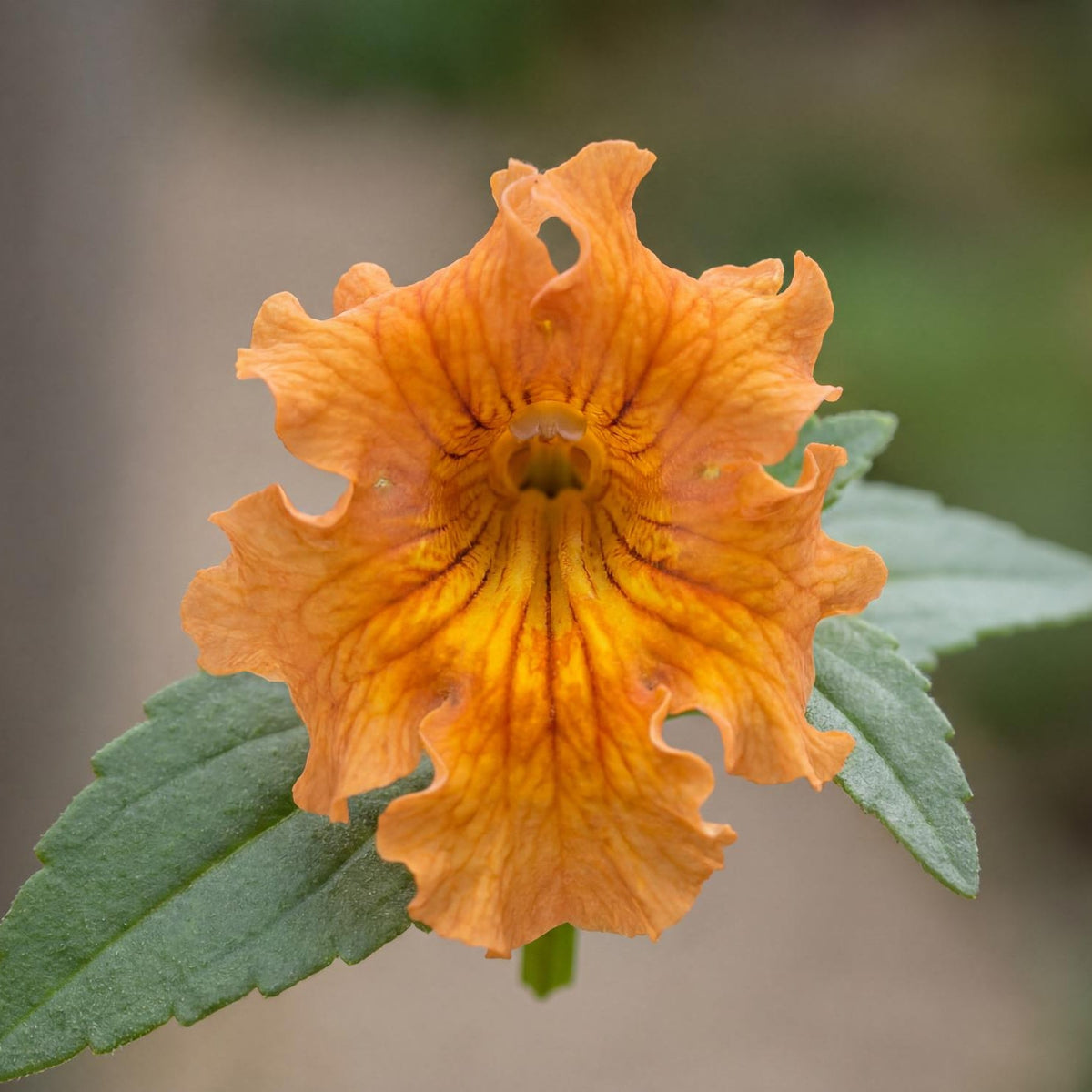 Orange Mai Tai Mimulus