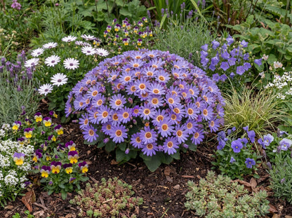 Senetti Baby True Blue Pericallis