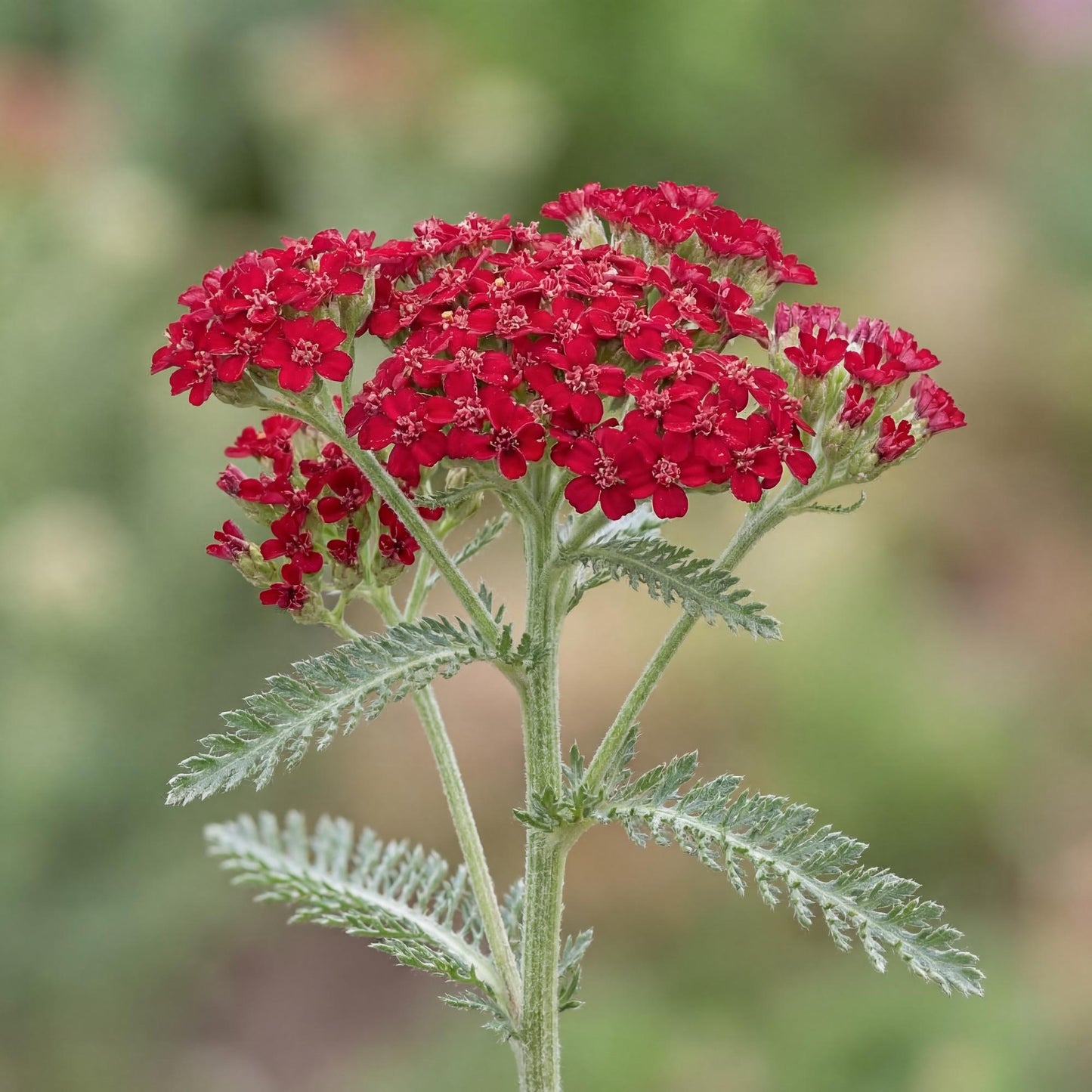 Tutti Frutti Pomegranate Yarrow