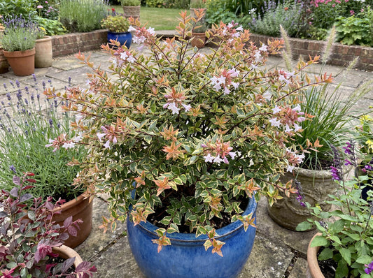 Suntastic Peach Glossy Abelia