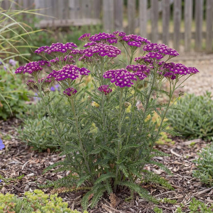 New Vintage Violet Yarrow