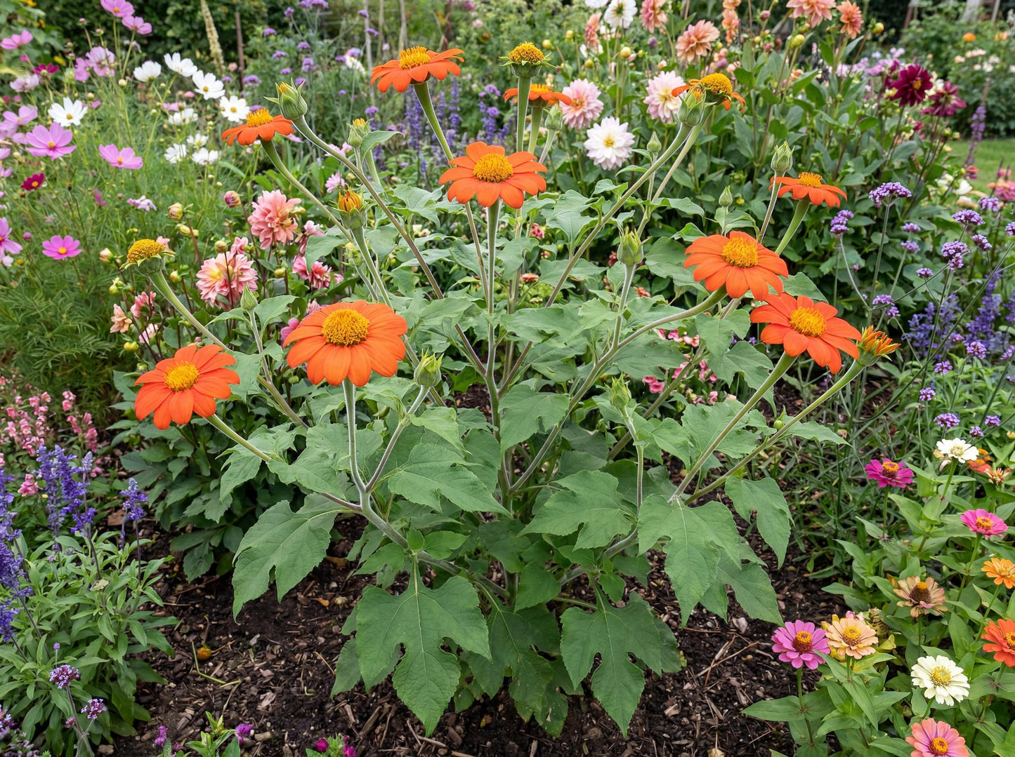 Mexican Sunflower