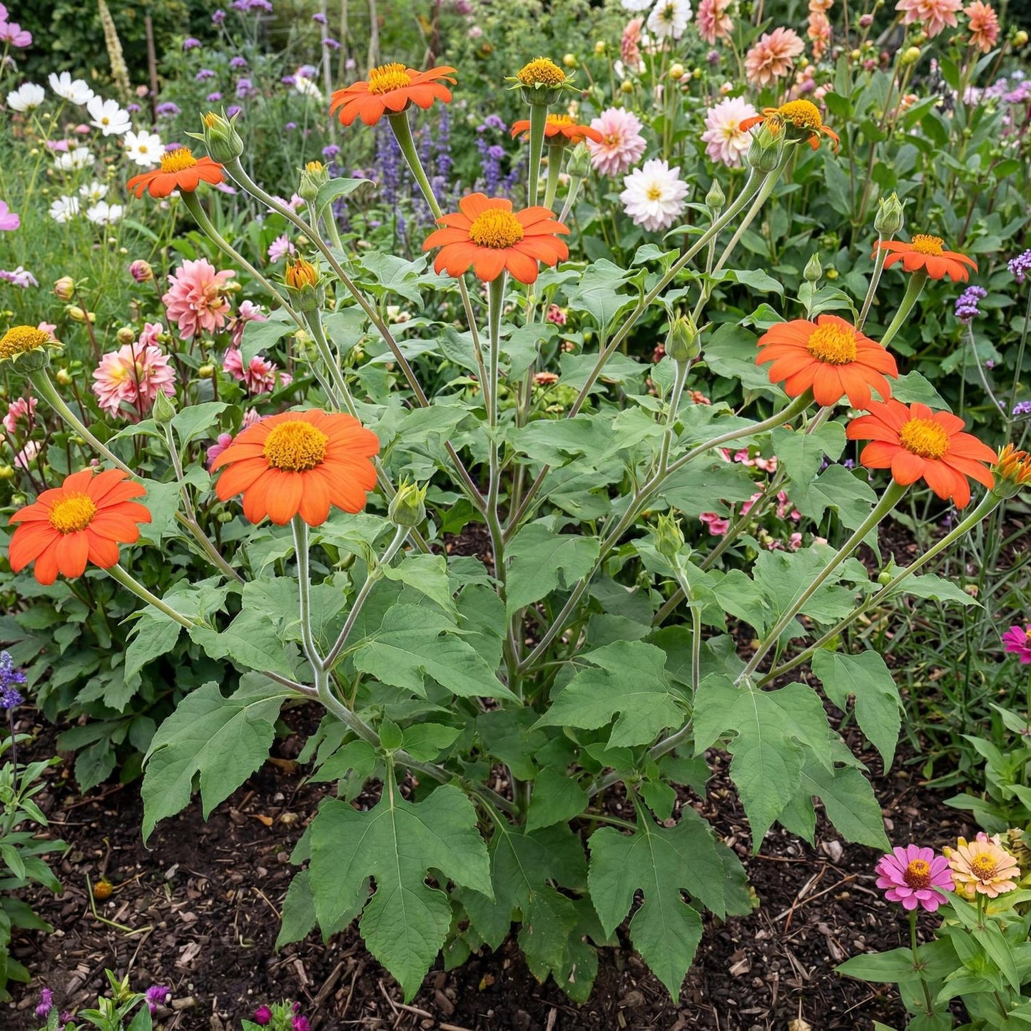 Mexican Sunflower
