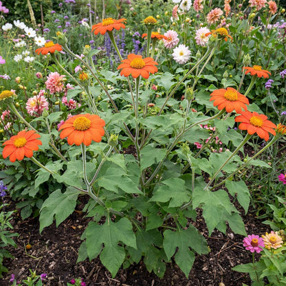 Mexican Sunflower
