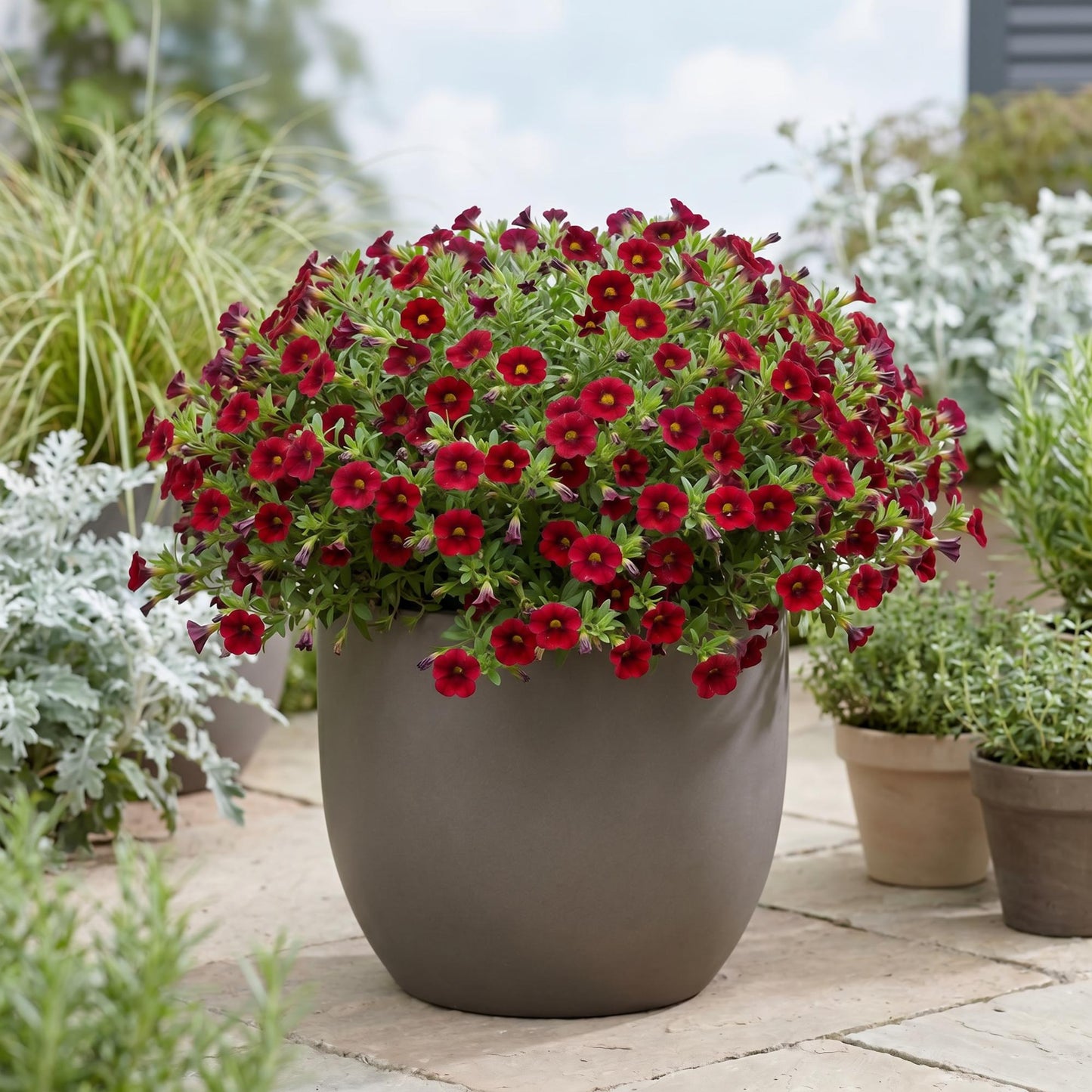 Aloha Nani Dark Red Calibrachoa