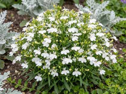 Compact White Magadi Lobelia