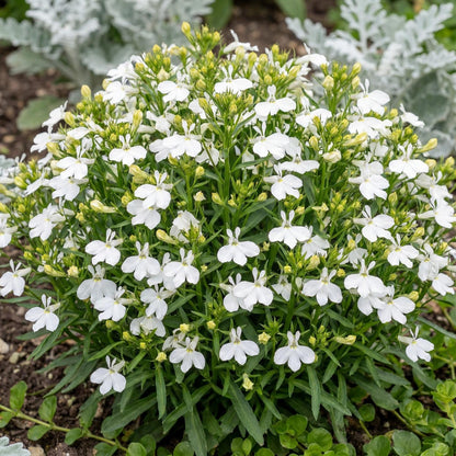 Compact White Magadi Lobelia