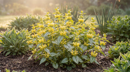Hermann's Pride Yellow Archangel