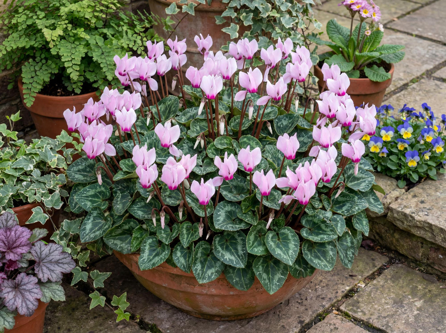 Light Pink Eye Metis Cyclamen