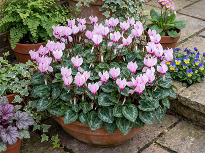 Light Pink Eye Metis Cyclamen