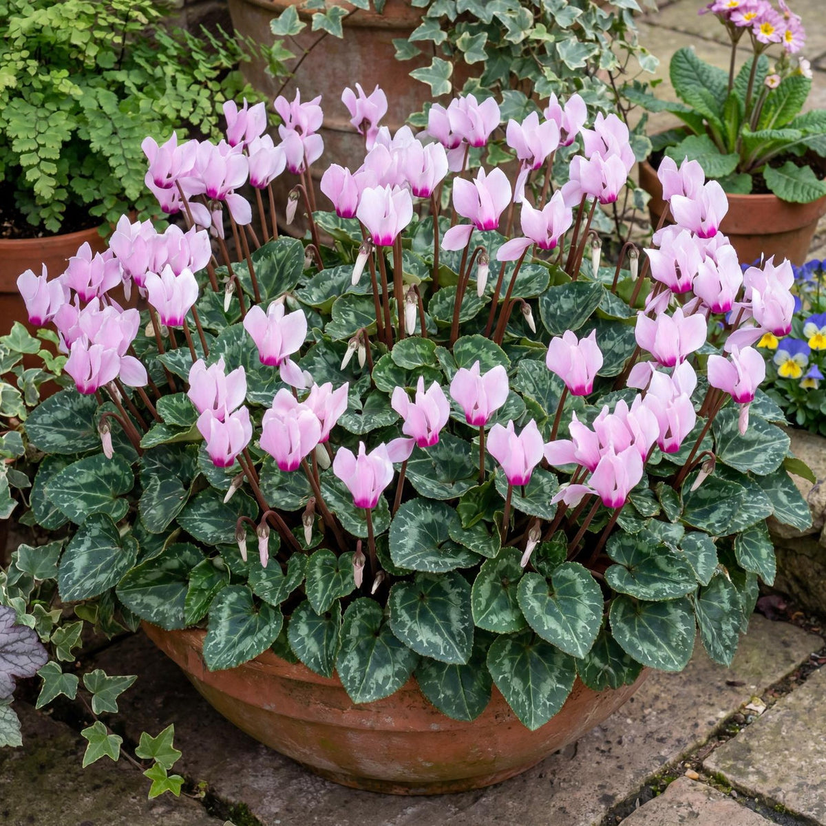 Light Pink Eye Metis Cyclamen
