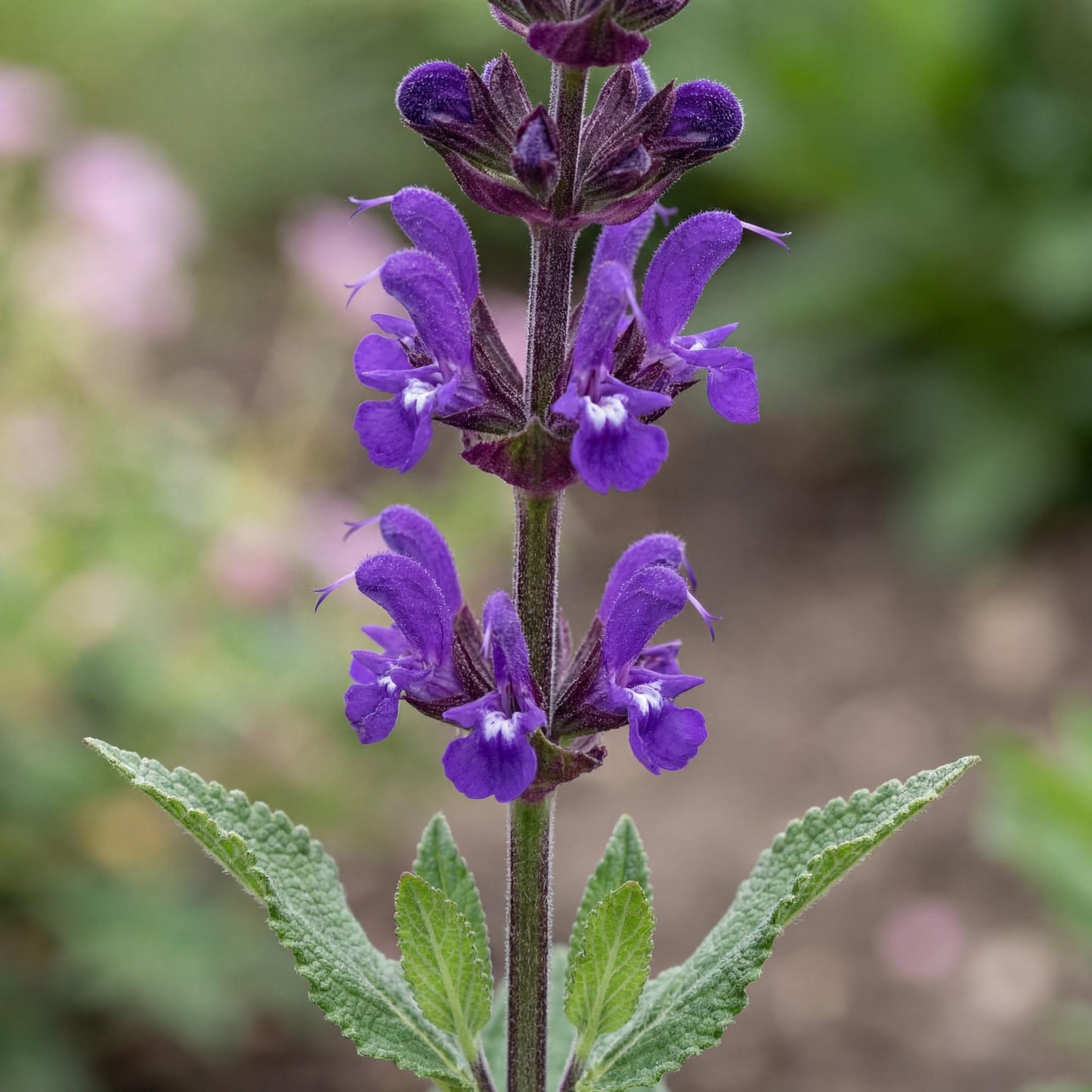 Caradonna Salvia