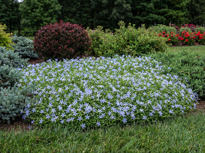 Blue Star Creeper