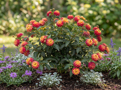 Bandana Cherry Lantana