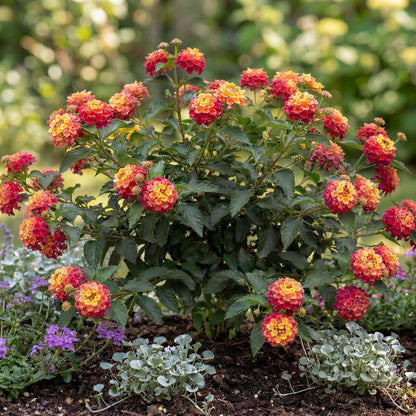 Bandana Cherry Lantana