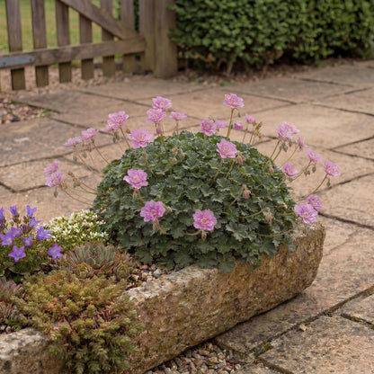 Pink Floral Alpine Geranium