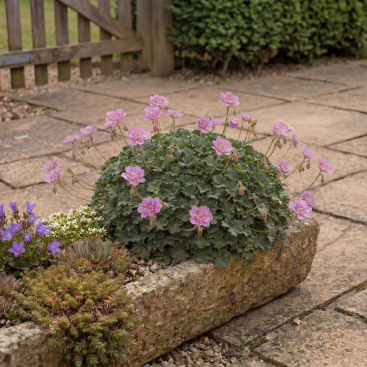 Pink Floral Alpine Geranium