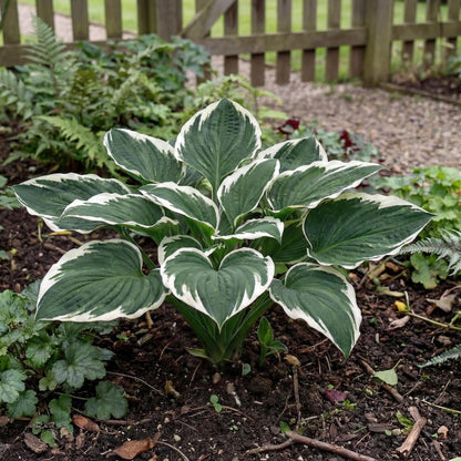 Minuteman Hosta