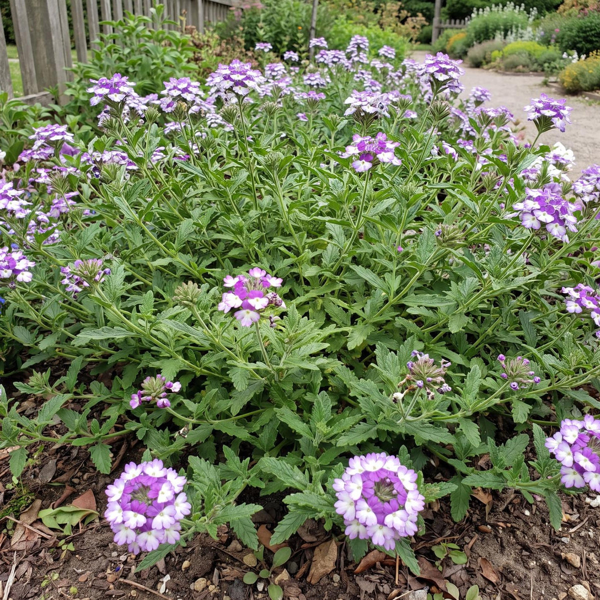 Wicked Great Grape Verbena